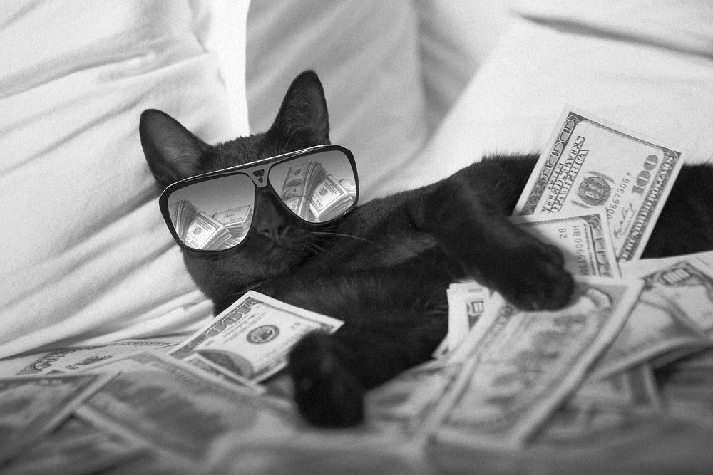 money-cat.jpg.ae3ee2580d569c93316be7e28017883b.jpg