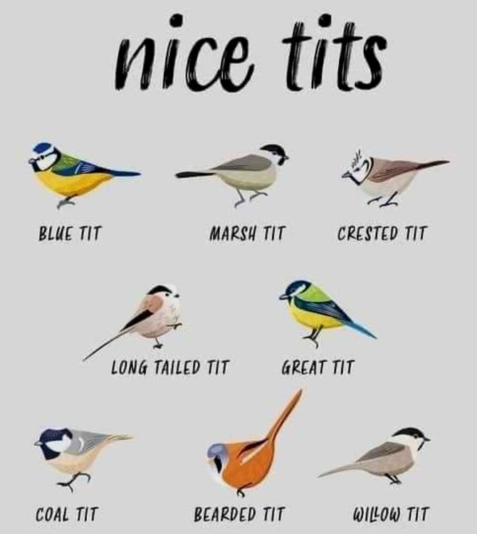 tits.jpg